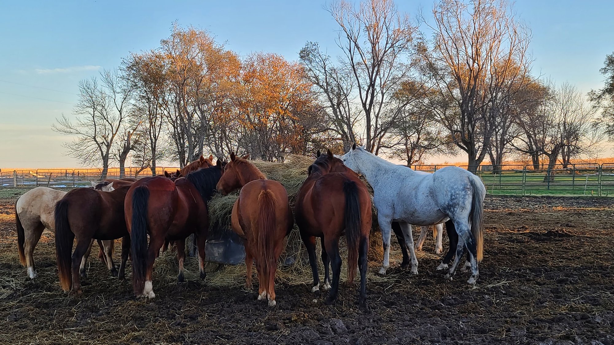 group of horses eating from a round bale of hay