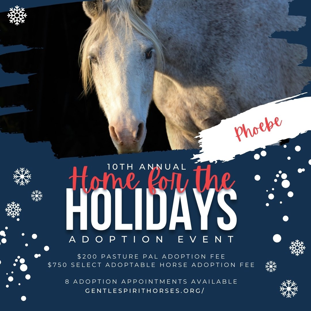 2023 HomefortheHolidays - Phoebe