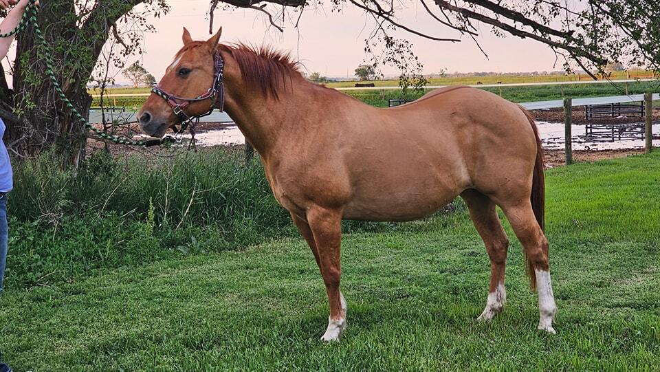 503626486_1133510288812852_1517684762043780140_n (1)