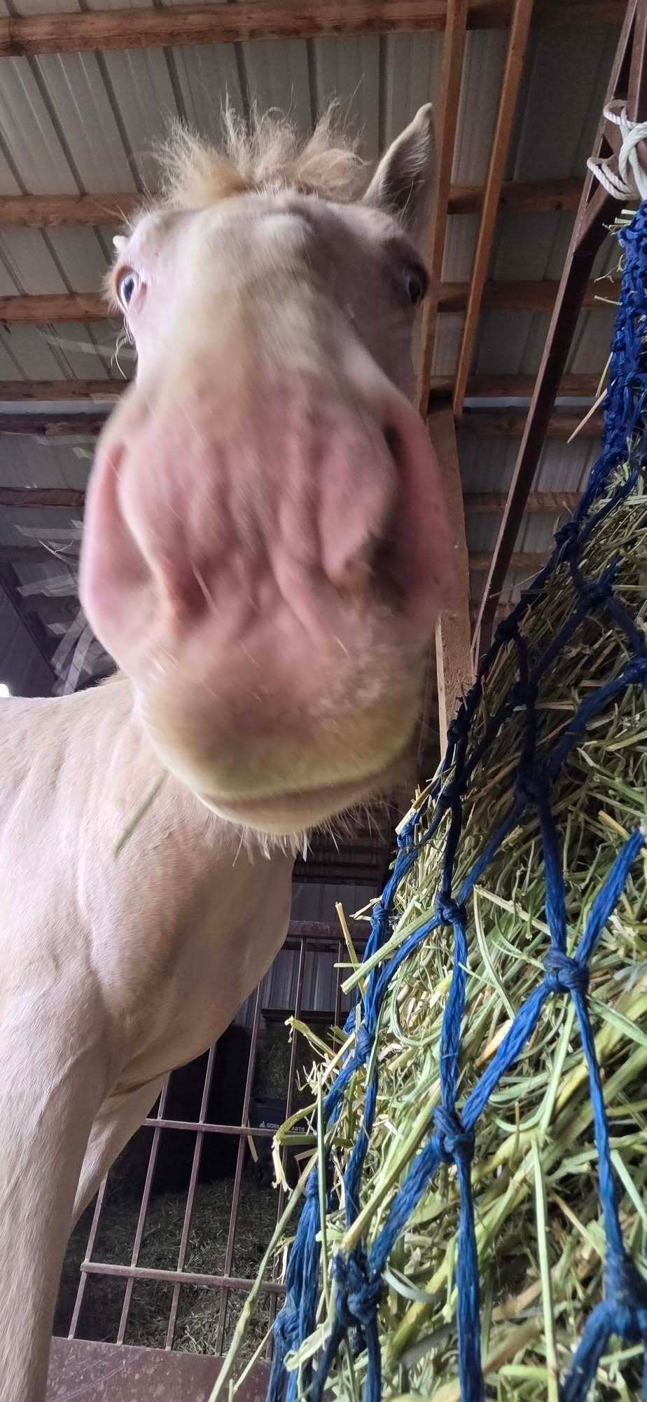 683610159_122096368347294235_2004242935444661630_n (1)