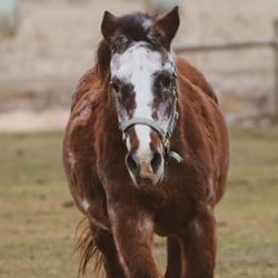 GSH_Headshot_-_Shanno (2) (1)