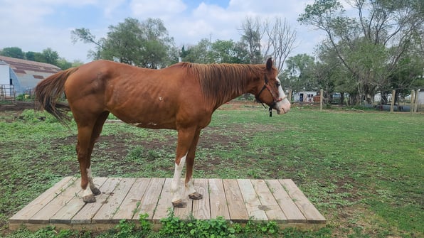 large red paint horse standing on a bridge