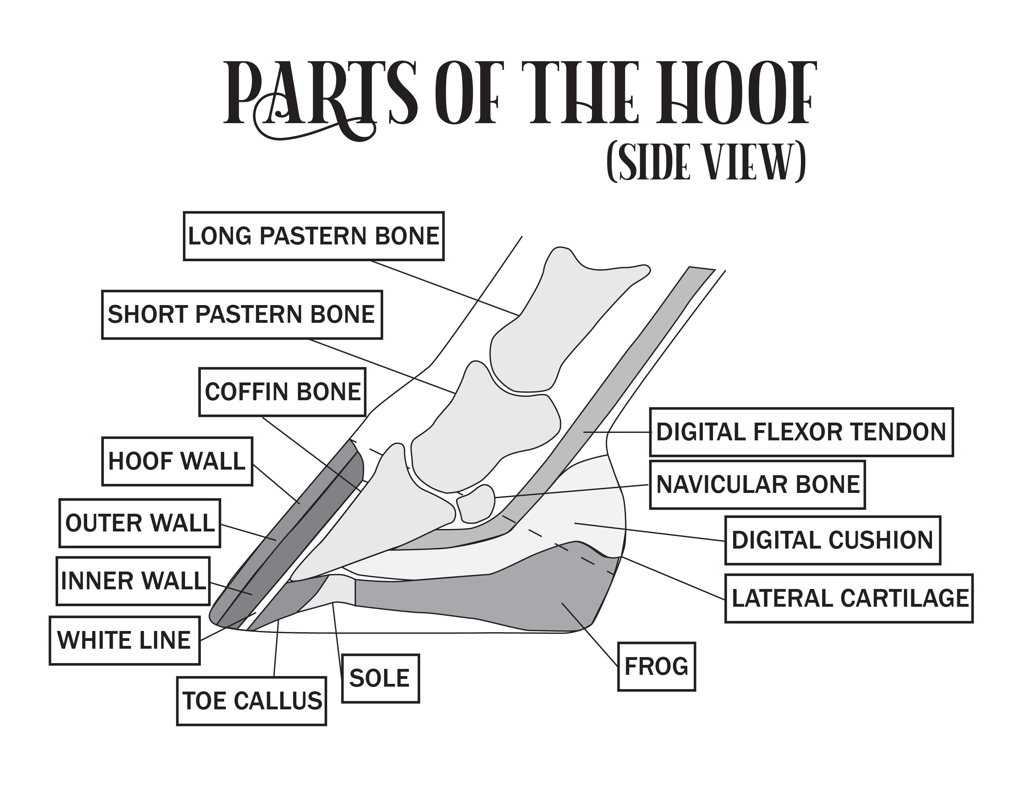 partsofthehoof_worksheets-02