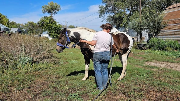 Plucky on stall rest for a laminitic episode