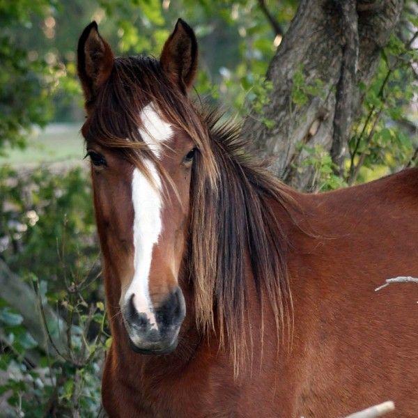 stella-33-1518915064