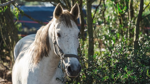 Horse in with a halter on and flies on her face