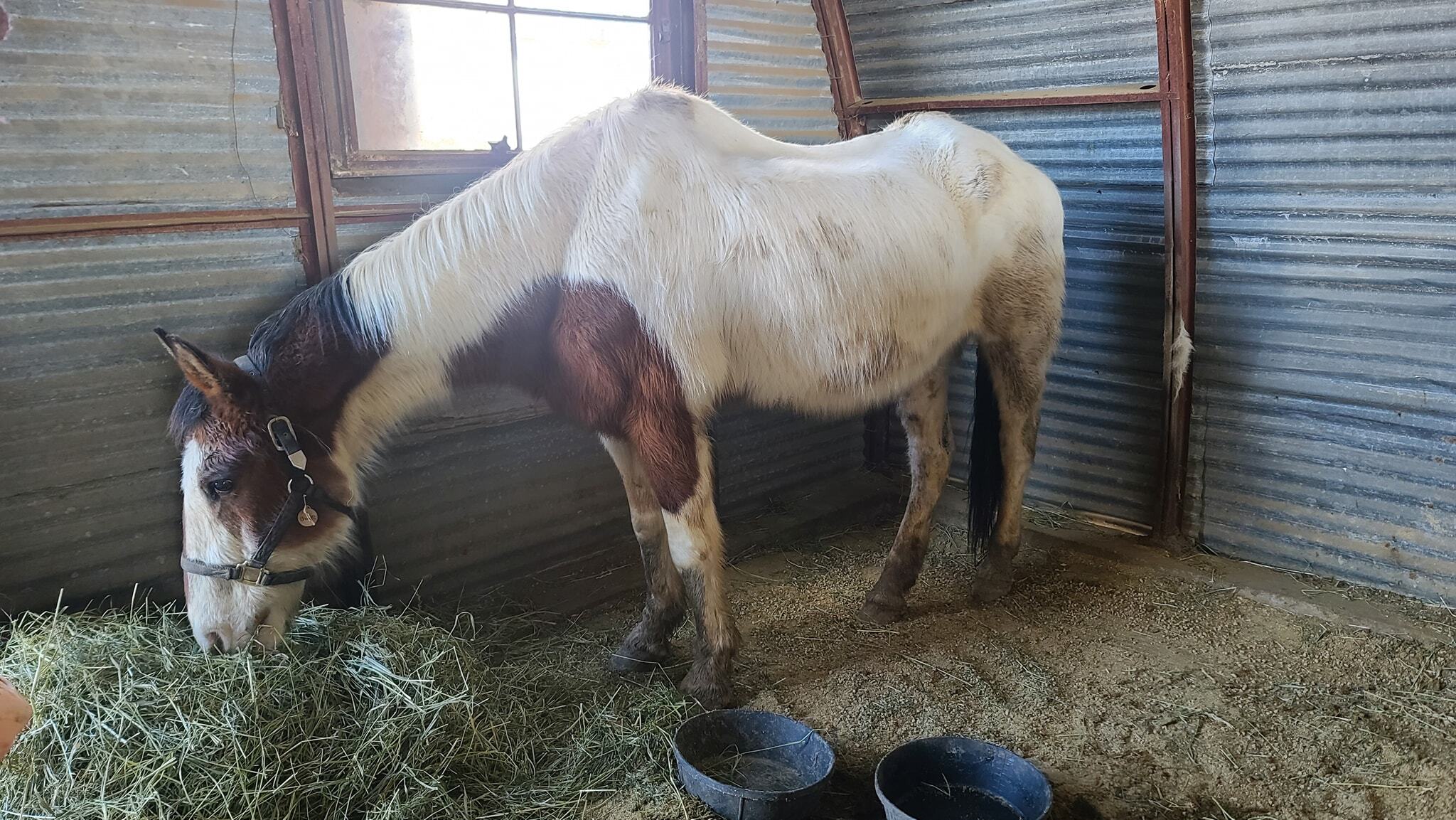Charlie, senior bay paint horse